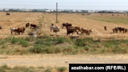 Пшеничные поля в Туркменистане. Животновода могут оштрафовать, если он пустит свой скот на поля даже после уборки урожая, при этом и скот, и люди в регионе страдают из-за засухи, отсутствия воды и пищи.