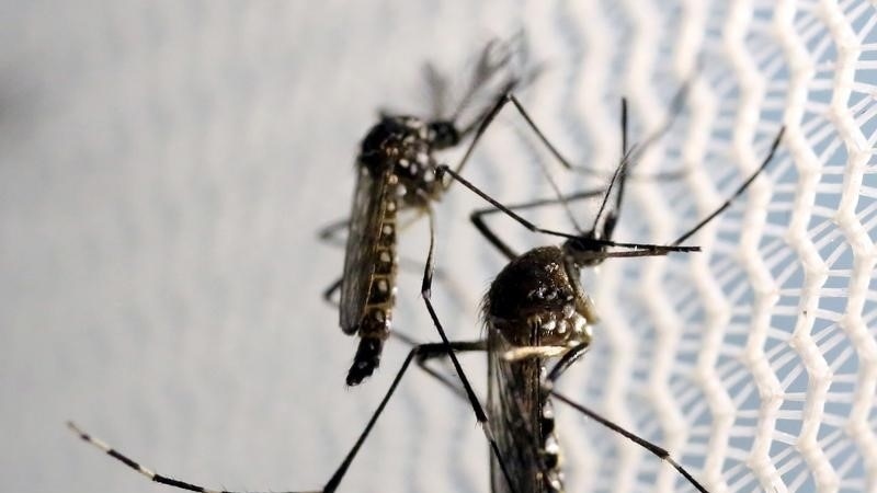 Hrvatska upozorila građane na opasnost od komaraca