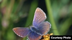 A male Madeleinea koa butterfly, found in the Andes. According to new research, the ancestors of this species colonized the Americas through Asia 11 million years ago. (photo by Roger Vila)