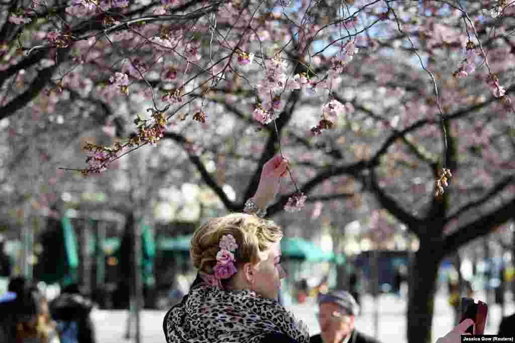 Një grua bën selfie nën një pemë qershie në Stokholm, më 22 mars.