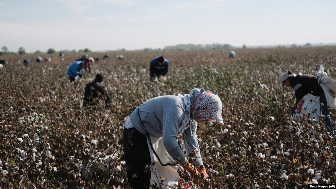 Uzbek State Workers Say They're Still Being Forced To Pick Cotton