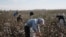 Recent complaints from hundreds of Uzbeks around the country indicate that forced labor is continuing in Uzbekistan’s cotton sector. (file photo)