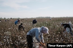 Will mass forced labor in Uzbekistan's lucrative cotton industry return when the rights monitors can't come back?