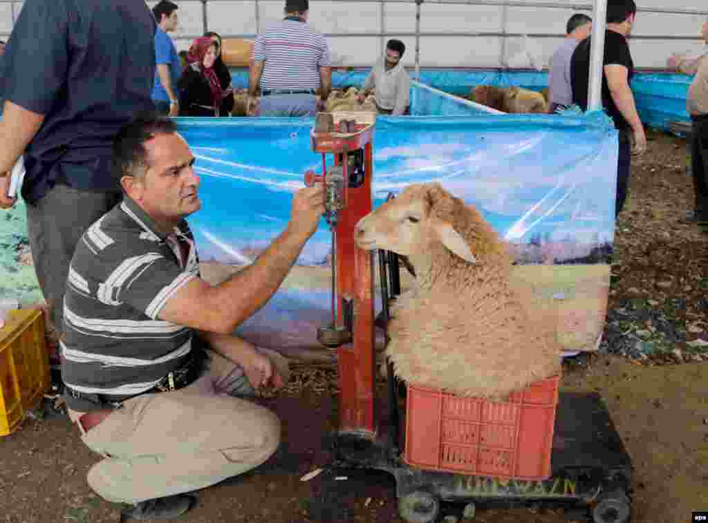 An Iranian worker weighs a sacrificial sheep for Eid al-Adha celebrations at a market in Tehran. (epa/Abedin Taherkenareh)