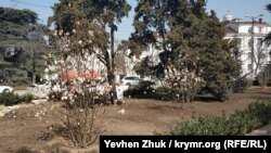 На площади Ушакова цветут магнолии Суланжа