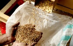 Робітник сортує зерна пшениці перед тим, як зробити з неї борошно в пакистанському Ісламабаді. 7 квітня 2020 року