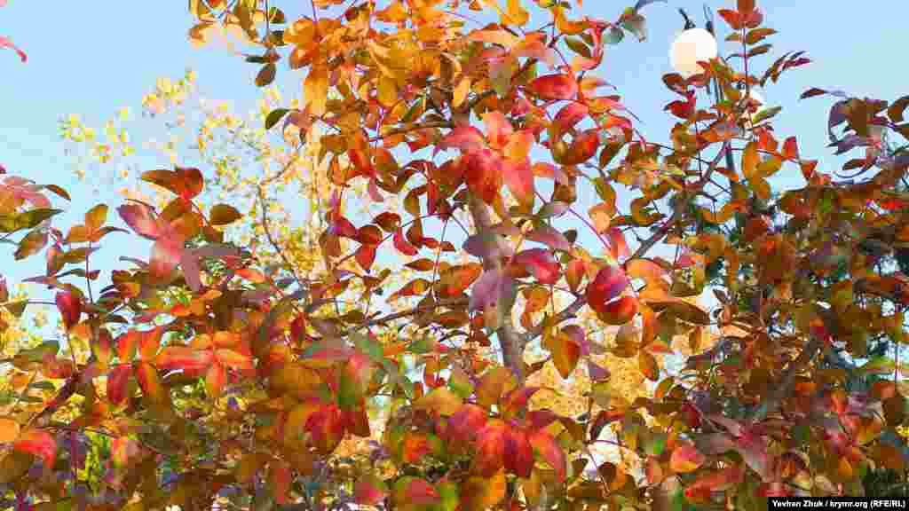 Справжню осінь знаменує забарвлення листя