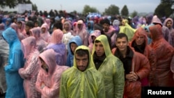 Мігранти стоять на полі після того, як вони перетнули кордон з Сербією, Хорватія 24 вересня 2015 року