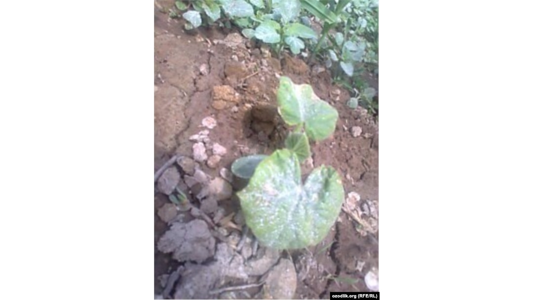 Evidence of the salt storm in Karakalpakstan