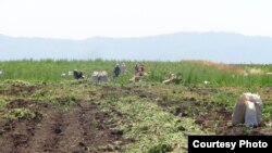 Masallıda badımcan sahələrinə xəstəlik düşüb. iyun2017