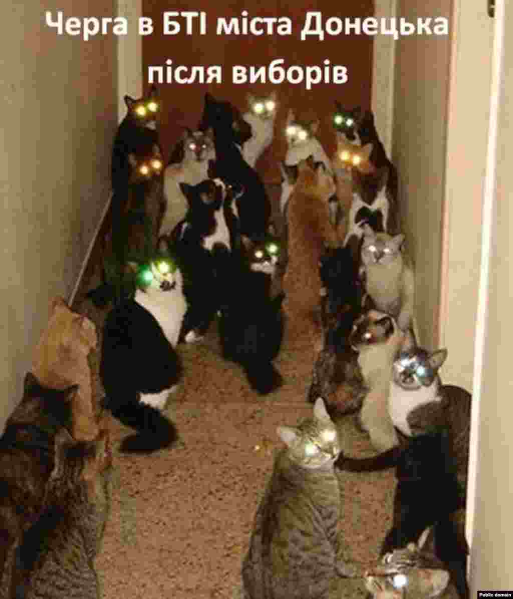 Cats shown &quot;queing up outside the Donetsk property office.&quot;