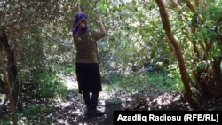 Azerbaijan, a woman collecting Feyhoa, Astara district 4 OKT 2019