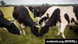 Каровы на пашы ў Беларусі. Архіўнае фота
