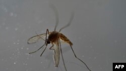 «Aedes aegypti» ağcaqanadı