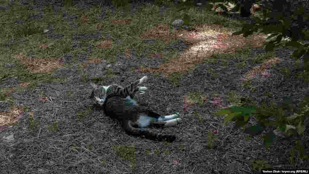 В тени на траве нежится кот