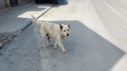 Старый пес степенно переходит дорогу