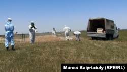 Коронавирустан қайтыс болғандарды жерлеуге арналған зират. Қараой ауылының маңы, Алматы облысы, 25 мамыр 2020 жыл.
