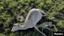 Over 90,000 antelope have died in Kazakhstan.