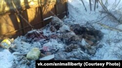 Свалка найденная зоозащитниками в Новосибирске 