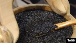 Легально в России добывается лишь около 7-9 тонн черной икры в год