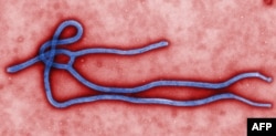 Вирус лихорадки Эбола под микроскопом