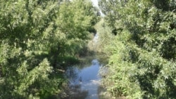 Устье реки Бельбек в поселке Любимовка, вода застаивается и цветет. Июль 2020 года