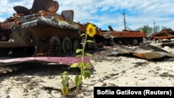 Разрушен руски танк се вижда на фона на слънчоглед в земеделска ферма в Украйна. 