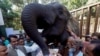 An elephant at a Pakistani zoo.