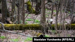 Покинуті населені пункти у Чорнобильській зоні дедалі більше схожі на звичайні лісові хащі