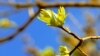 День бабака: в Укргідрометцентрі розповіли, як ставляться до його «прогнозів» про весну