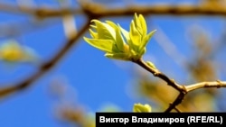 У Києві зафіксували рекордні показники мінімальної, максимальної та середньодобової температури