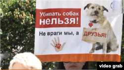 Плакаты митинга "Стерилизации – ДА! Убийству – НЕТ!"