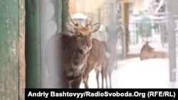 Зима – велике випробування для звірів, каже столична влада