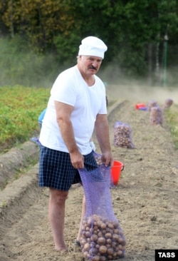Ілюстрацыйнае фота. Аляксандар Лукашэнка зьбірае ўраджай бульбы ў сваёй рэзыдэнцыі ў Драздах. 16 жніўня 2015 году