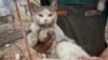 Якутия: зоозащитники спасли из села Бяс-Кюель обгоревших кошек