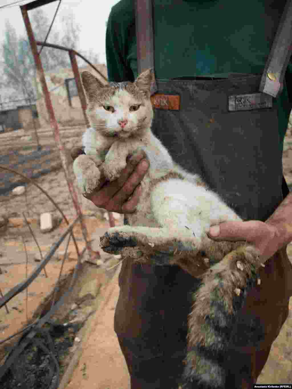 The cat suffered singed whiskers and burnt paws, but survived the blaze. The family dog has not been seen since the fires.