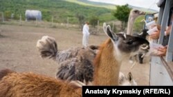 Парк антилоп «Сафари Ранч» под Старым Крымом