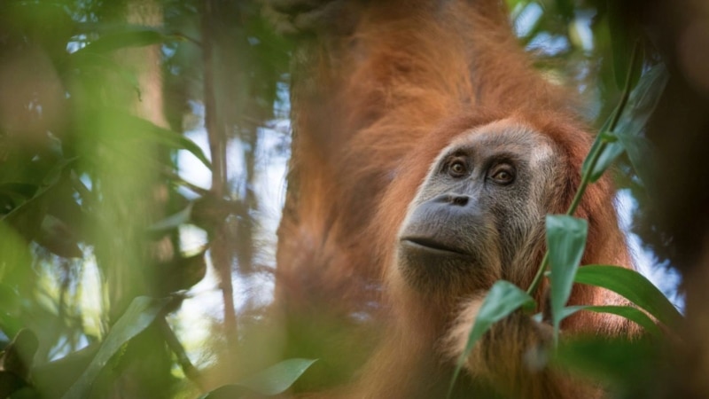 Ngordh orangutangu më i vjetër në botë 