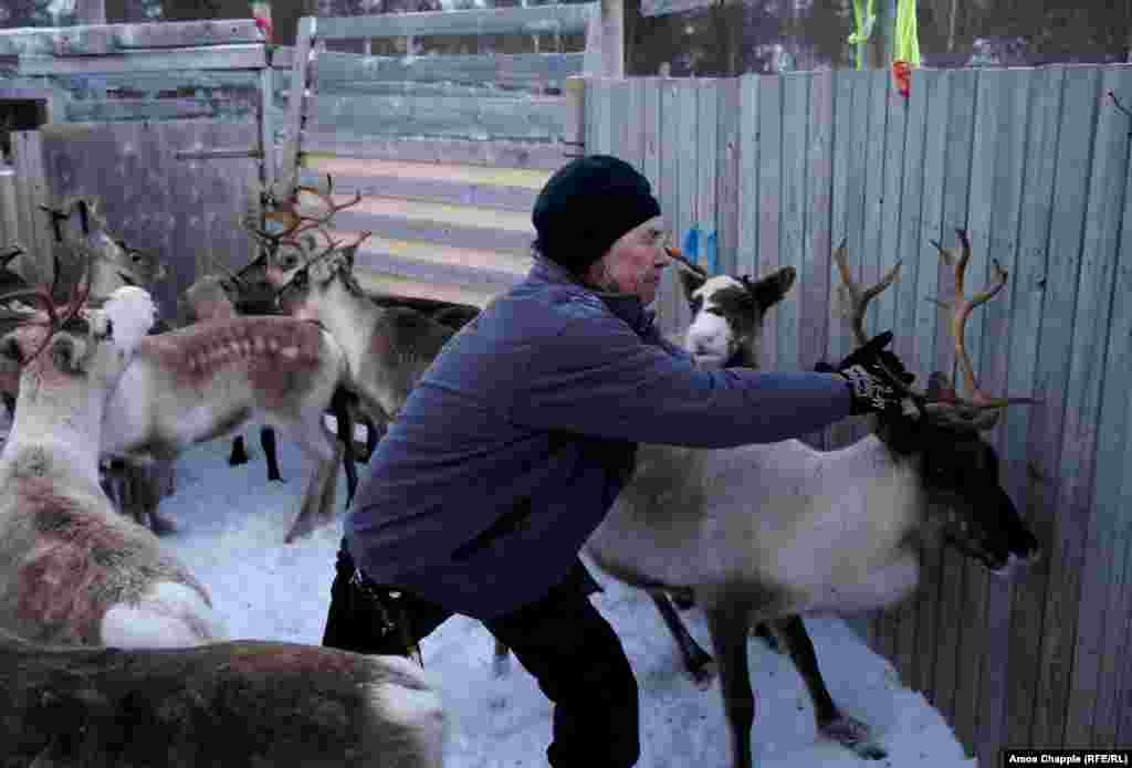 "We have nothing else to live off. If the reindeer don't sell, we are left to ourselves." Kjell told RFE/RL.