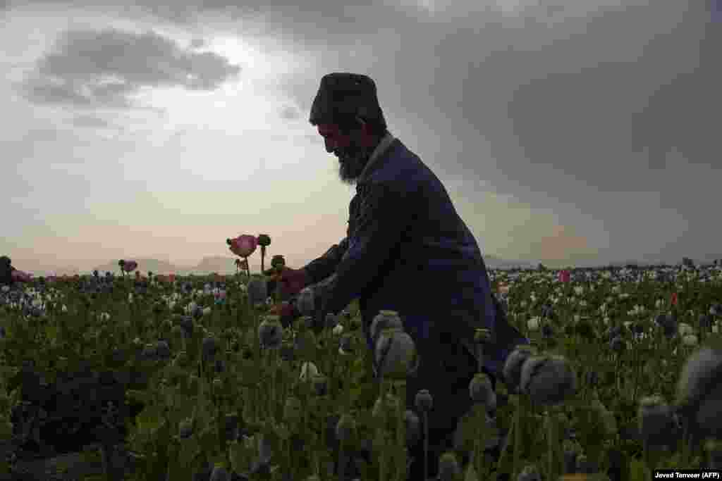 An Afghan farmer harvests opium sap from a poppy field in Kandahar Province. (AFP/Javed Tanveer)