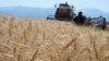 Најниски приноси од жито во последните десетина години