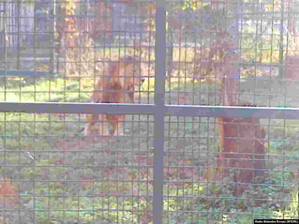 При последната посета на Зоолошката градина во Скопје, премиерот Никола Груевски рече дека лавот му е омилено животно. 