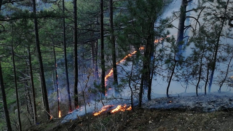 Спасатели потушили лесной пожар в районе Боткинской тропы в Ялте (+фото)