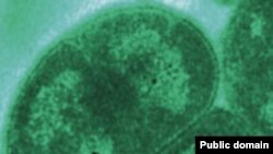 <i>Deinococcus radiodurans</i>. Устойчивые к гамма-излучению бактерии, были открыты еще в 1956 году, но только теперь стало понятно, как им удается выживать при смертельных для всего живого дозах радиации.