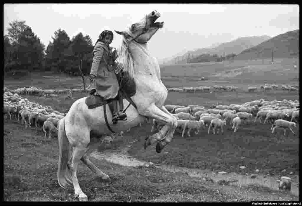 Дзяўчынка пасьвіць авечак у Алтайскіх гарах, 1980 год