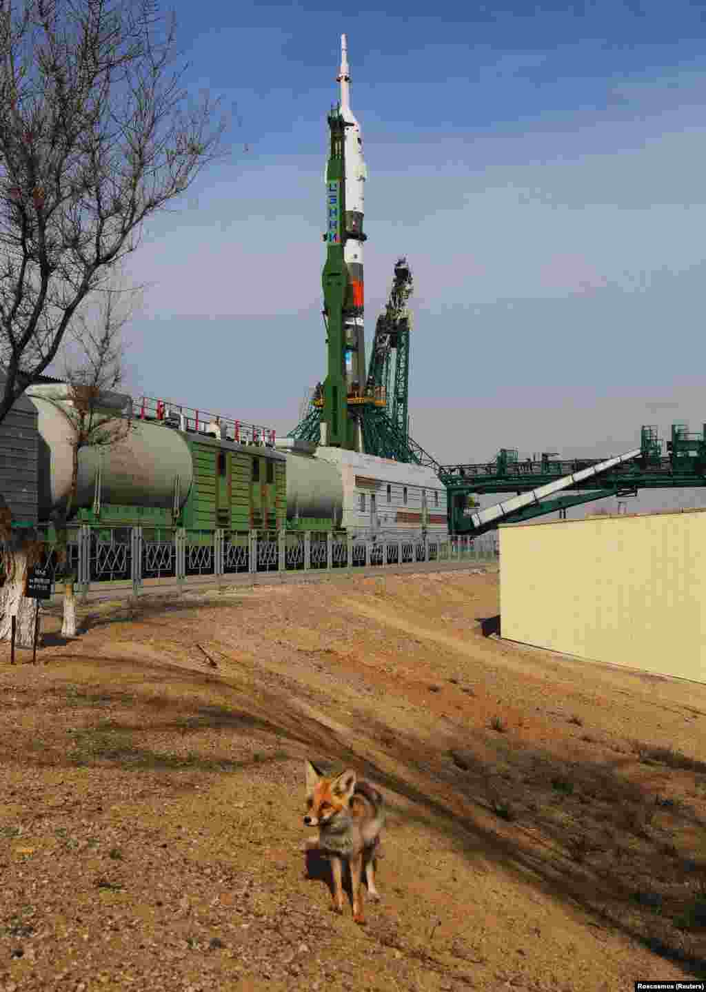 A fox at the Baikonur Cosmodrome in Kazakhstan on April 6. &nbsp;