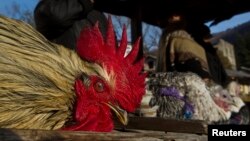 Согласно традиции, старший мужчина в семье должен зарезать петуха, который должен быть обязательным блюдом на праздничном столе