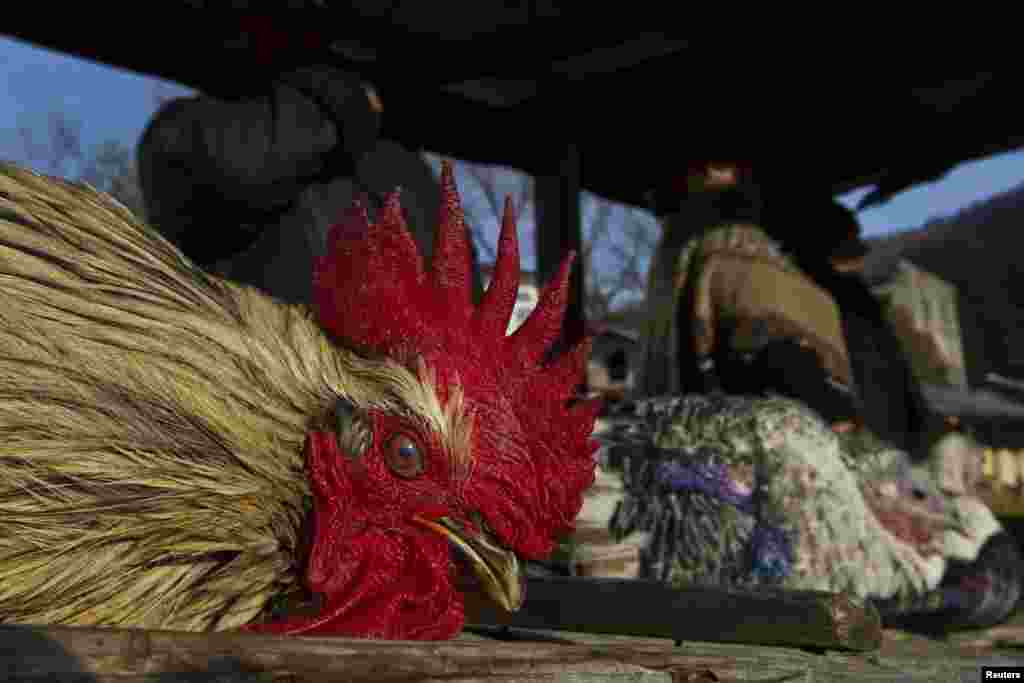 A rooster on sale at a market in the town of Tkvarcheli