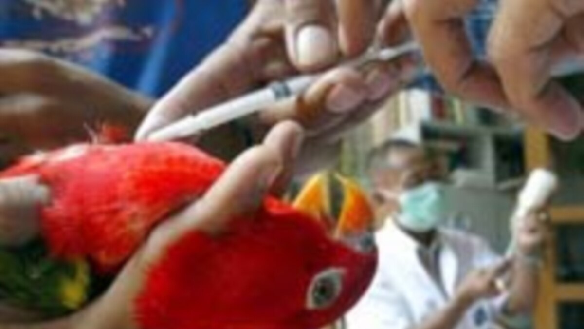 World: WHO Official Talks About Transmission, Treatment Of Avian Flu