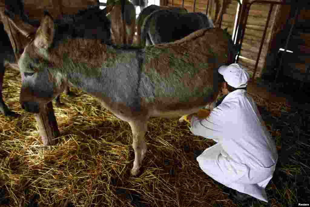 Milking a donkey
